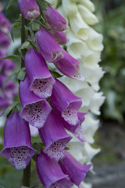 Ffion is a Welsh word for Foxgloves