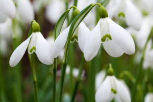 Eirlys means snow drop